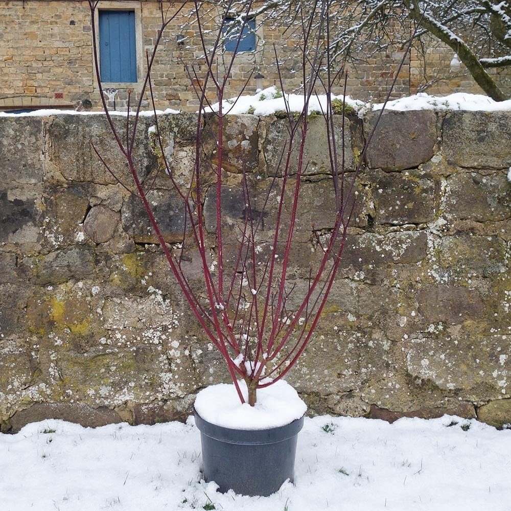 Cornus alba 'Kesselringii' Shrub - Image 5
