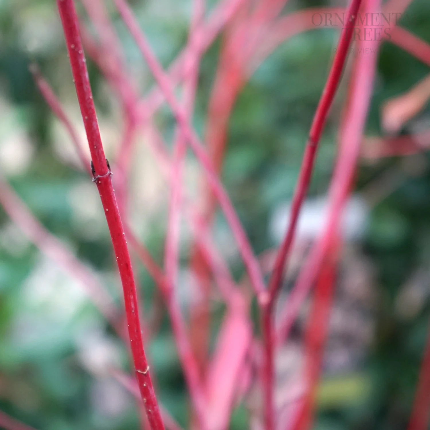 Cornus alba 'Sibirica' Shrub - Image 3
