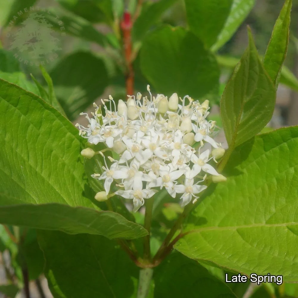 Cornus alba 'Sibirica' Shrub - Image 4