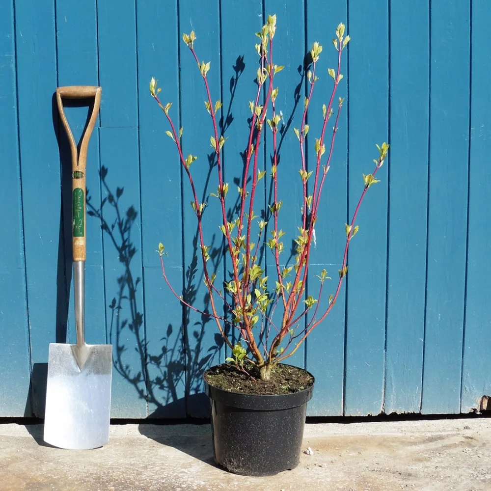 Cornus alba 'Sibirica' Shrub - Image 6