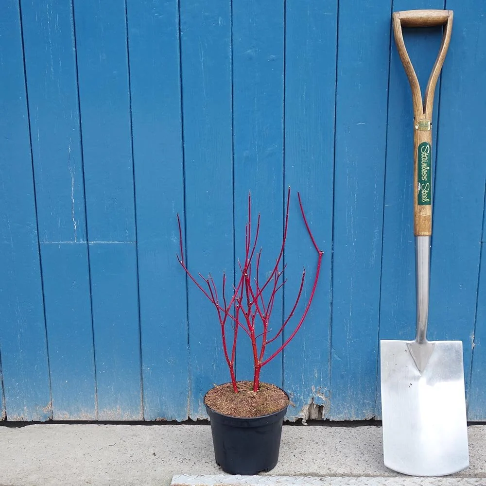 Cornus alba 'Sibirica' Shrub - Image 7