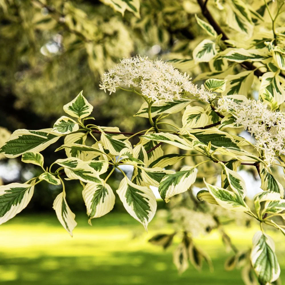 Cornus controversa 'Variegata' Tree - Image 3