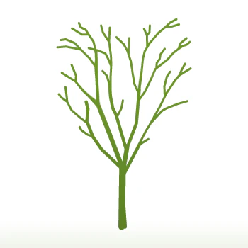 Cornus kousa 'Beni-fuji' Tree - Image 3