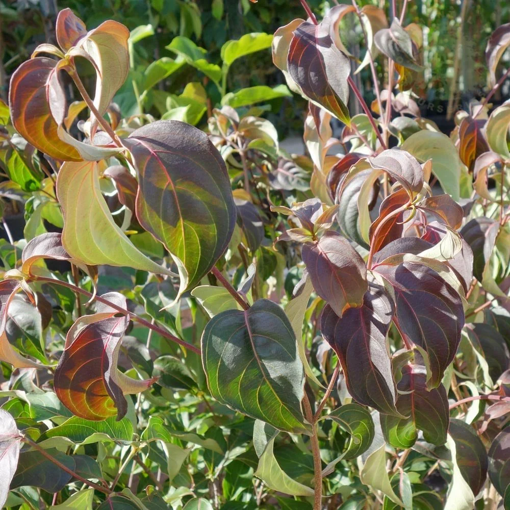 Cornus kousa 'Cappuccino' Tree - Image 3