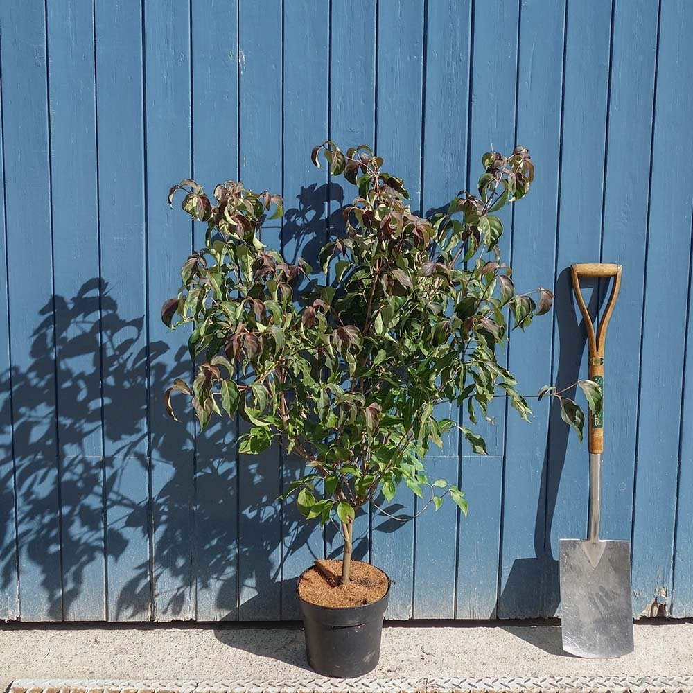 Cornus kousa 'Cappuccino' Tree - Image 4
