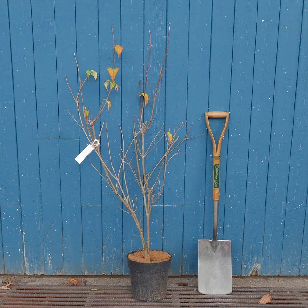 Cornus kousa 'Milky Way' Tree - Image 3