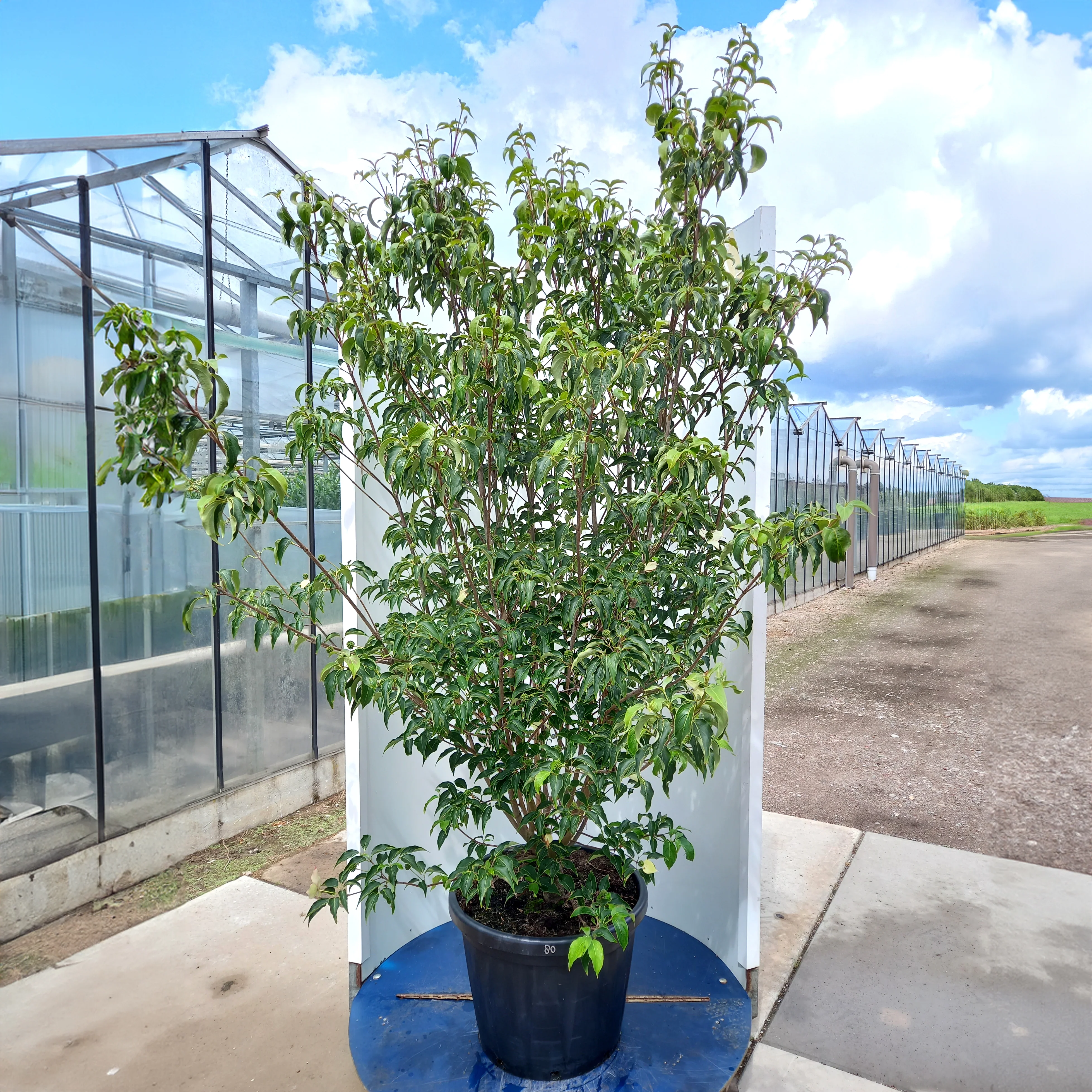 Cornus kousa 'Milky Way' Tree - Image 4