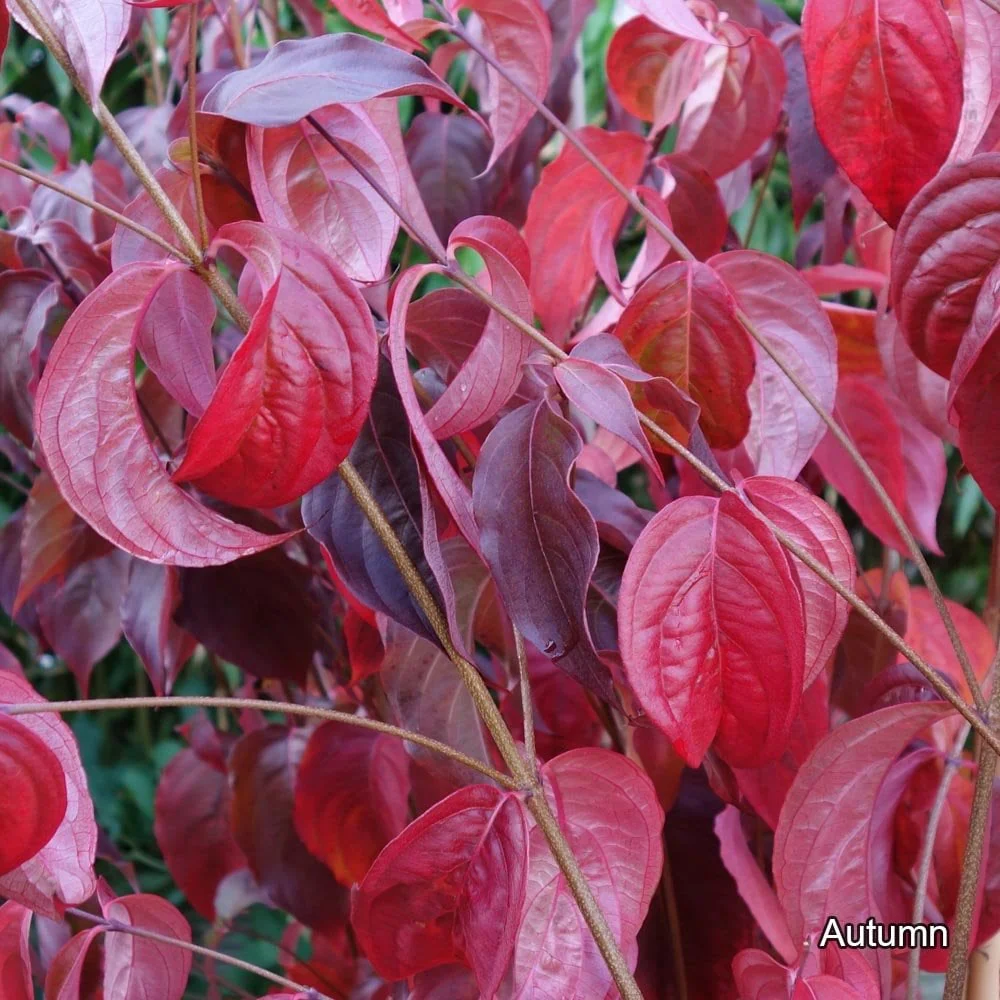 Cornus kousa var. chinensis Tree - Image 3