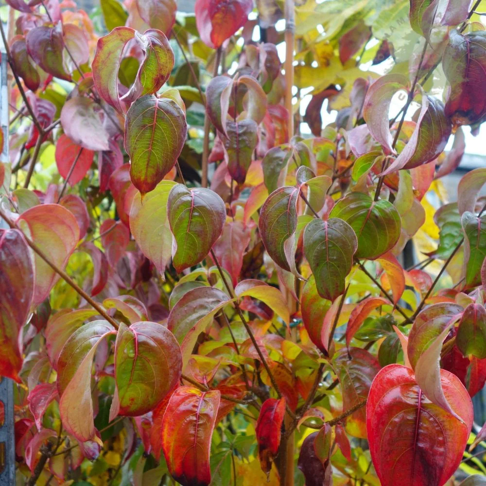 Cornus kousa var. chinensis Tree - Image 4