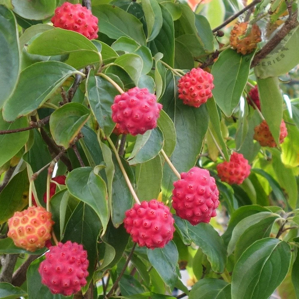 Cornus kousa var. chinensis Tree - Image 5
