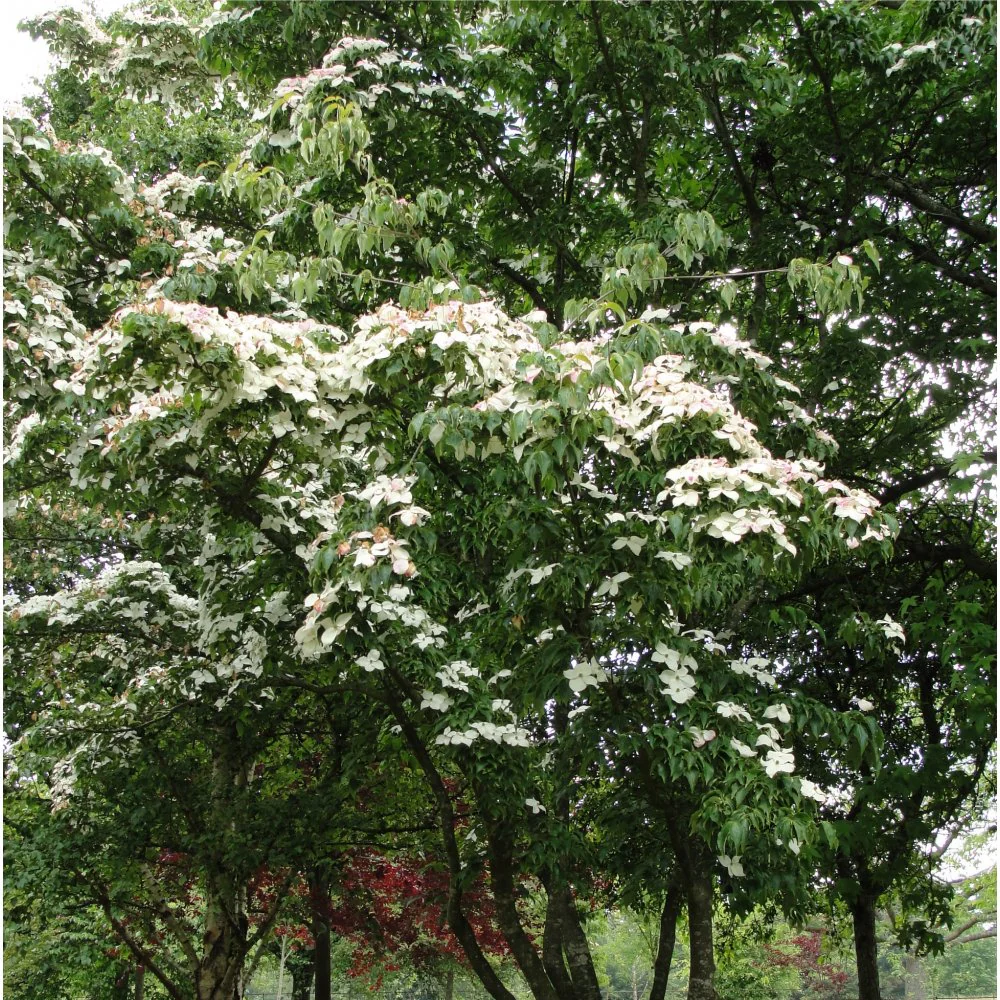 Cornus kousa var. chinensis Tree - Image 6