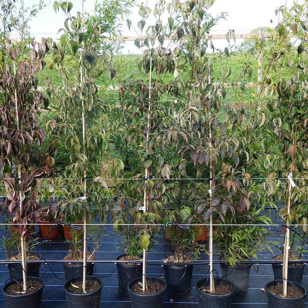 Cornus kousa var. chinensis Tree - Image 7