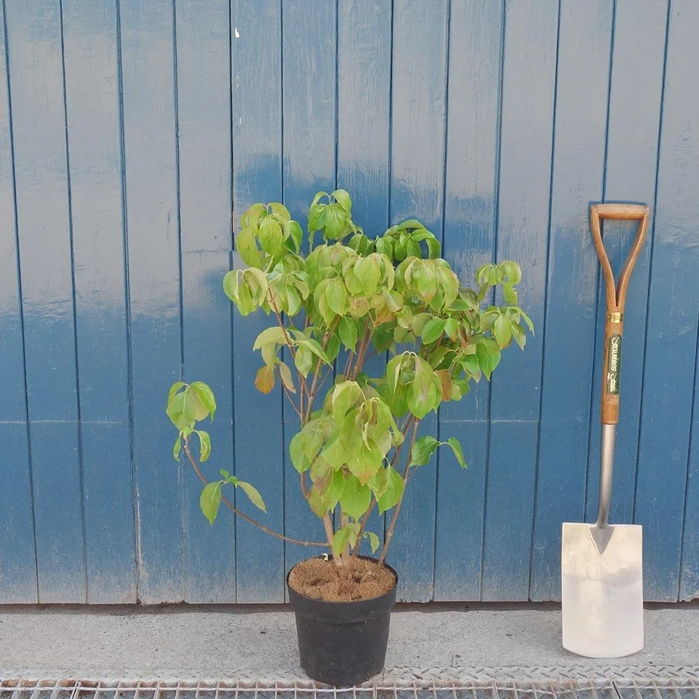 Cornus kousa var. chinensis Tree - Image 8