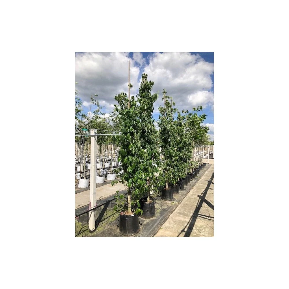 Cornus kousa var. chinensis Tree - Image 9
