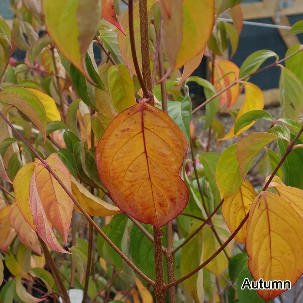 Cornus 'Norman Haddon' Tree - Image 3