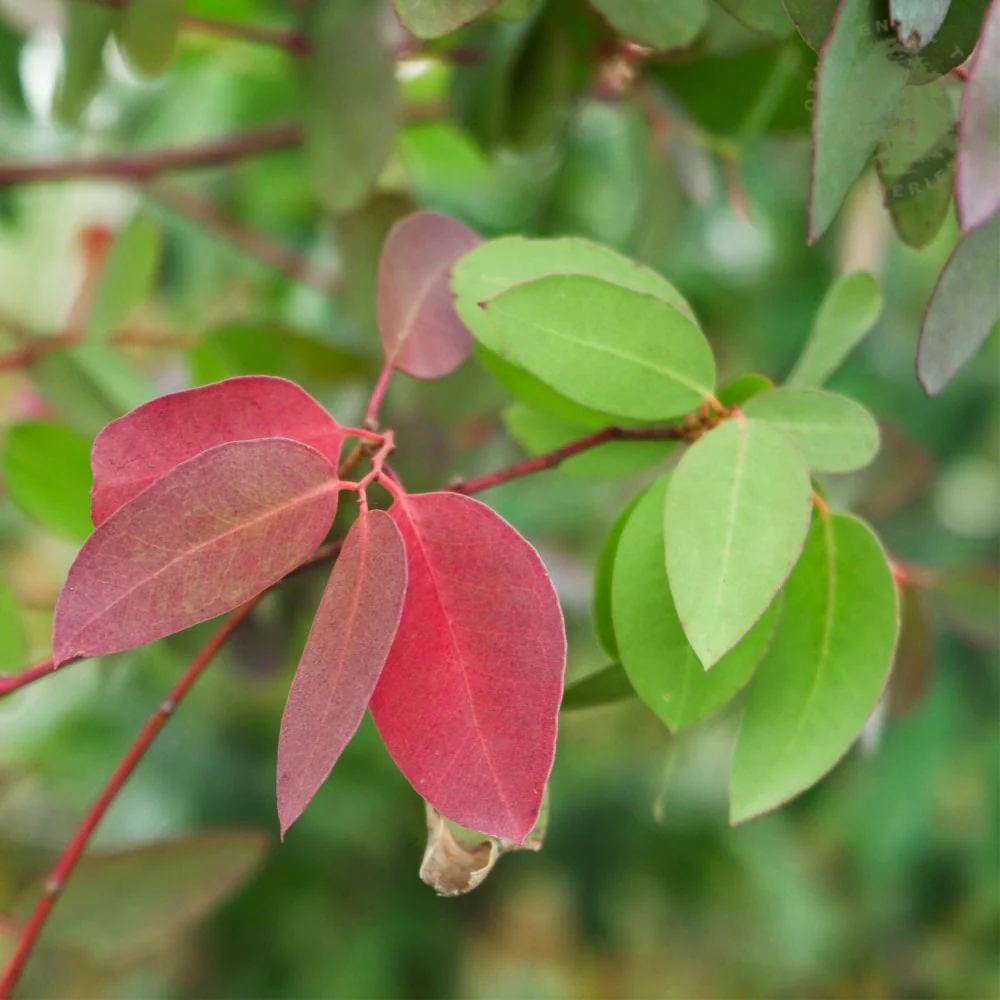 Eucalyptus gunnii Tree - Image 3