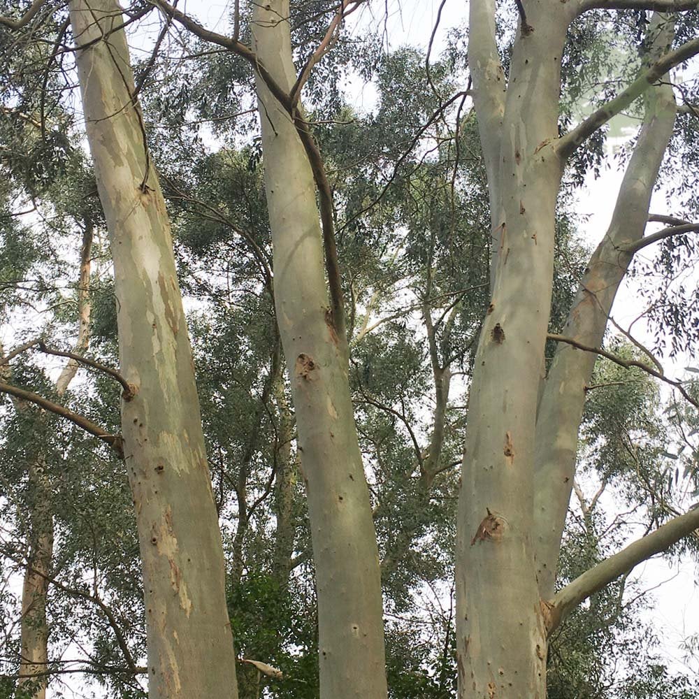 Eucalyptus gunnii Tree - Image 4