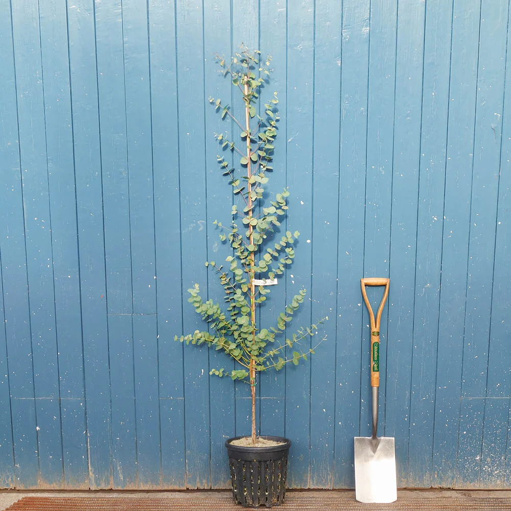 Eucalyptus gunnii Tree - Image 5