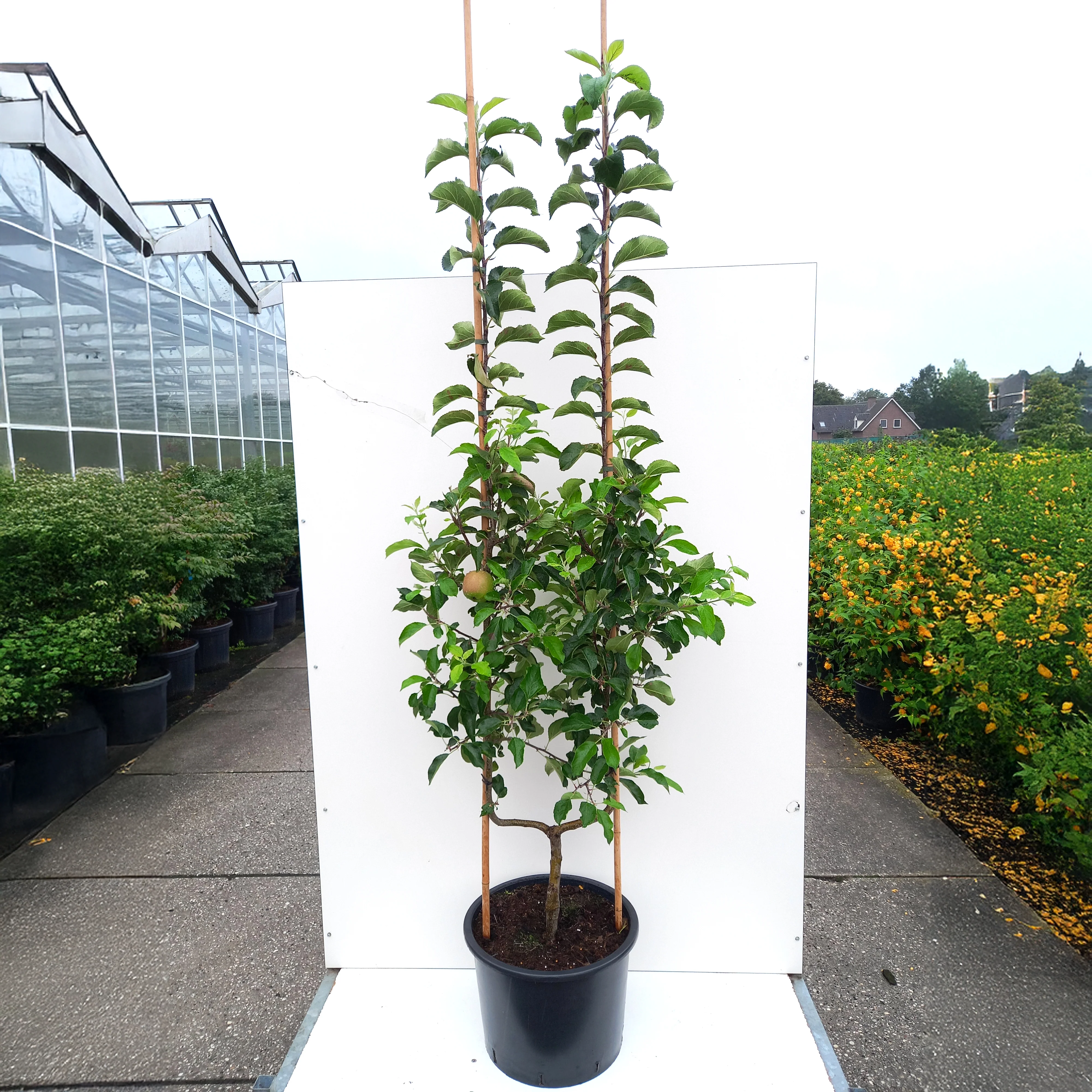 Golden Delicious Apple Tree - Image 5