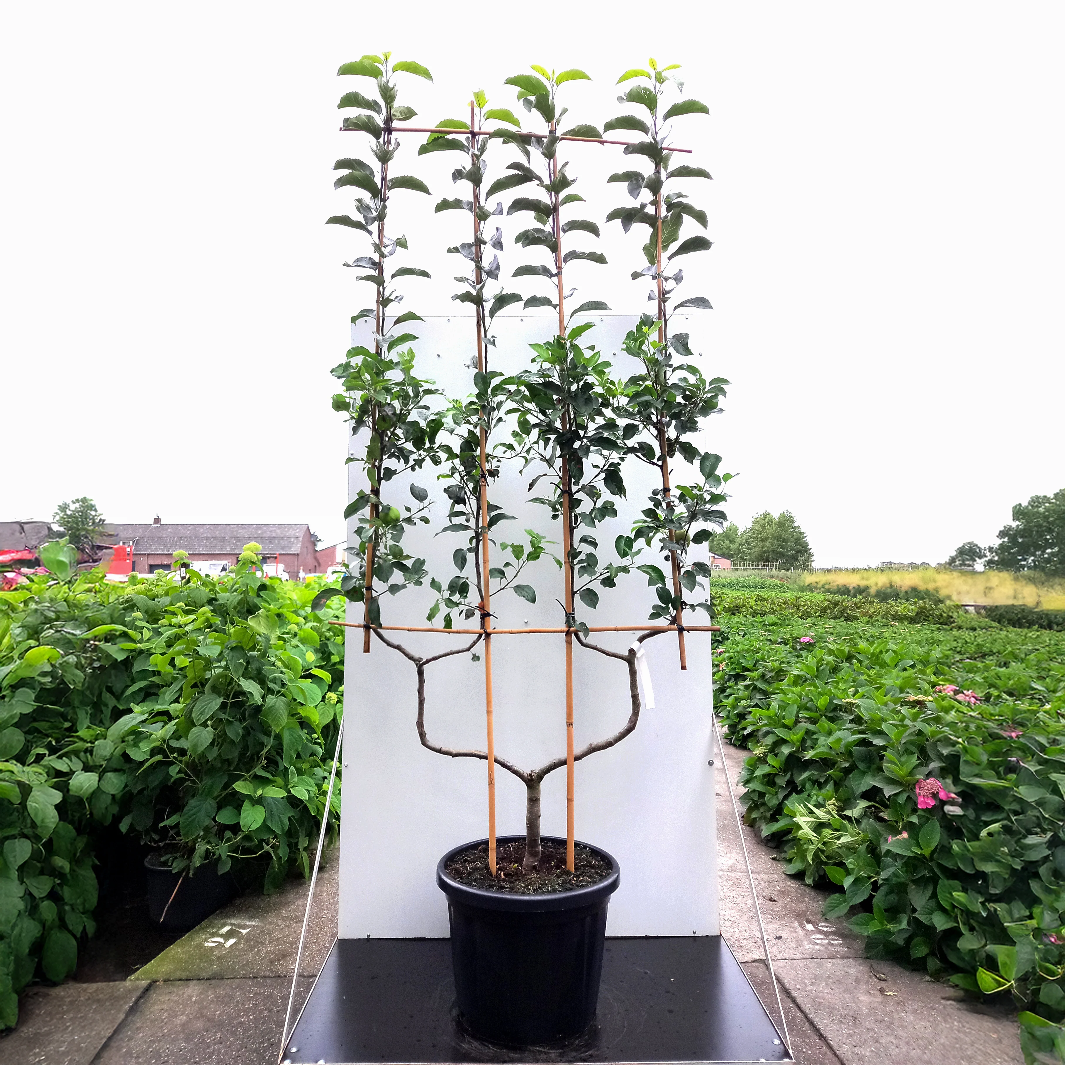 Golden Delicious Apple Tree - Image 6