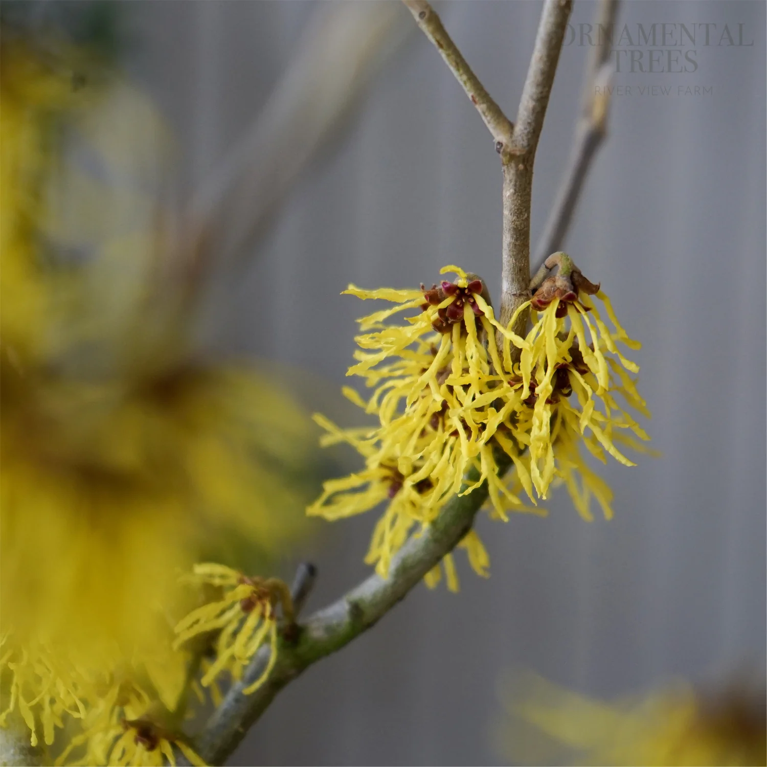 Hamamelis x intermedia 'Arnold Promise' - Image 3