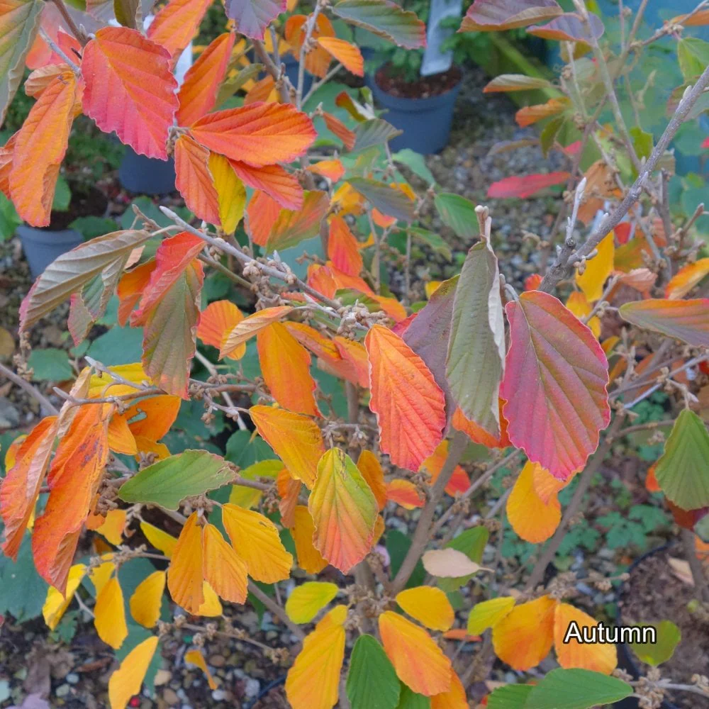 Hamamelis x intermedia 'Arnold Promise' - Image 4