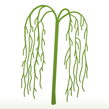 Laburnum alpinum 'Pendulum' Tree - Image 3