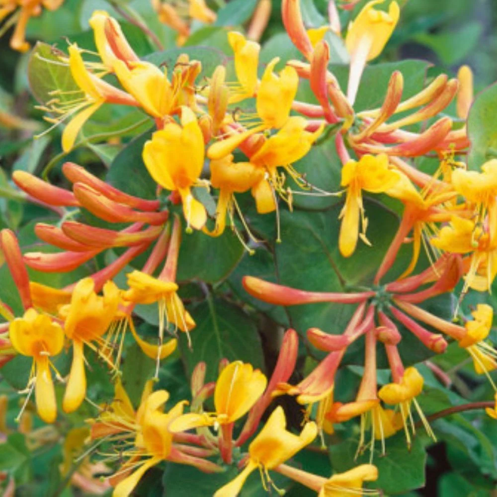 Climbing Plants