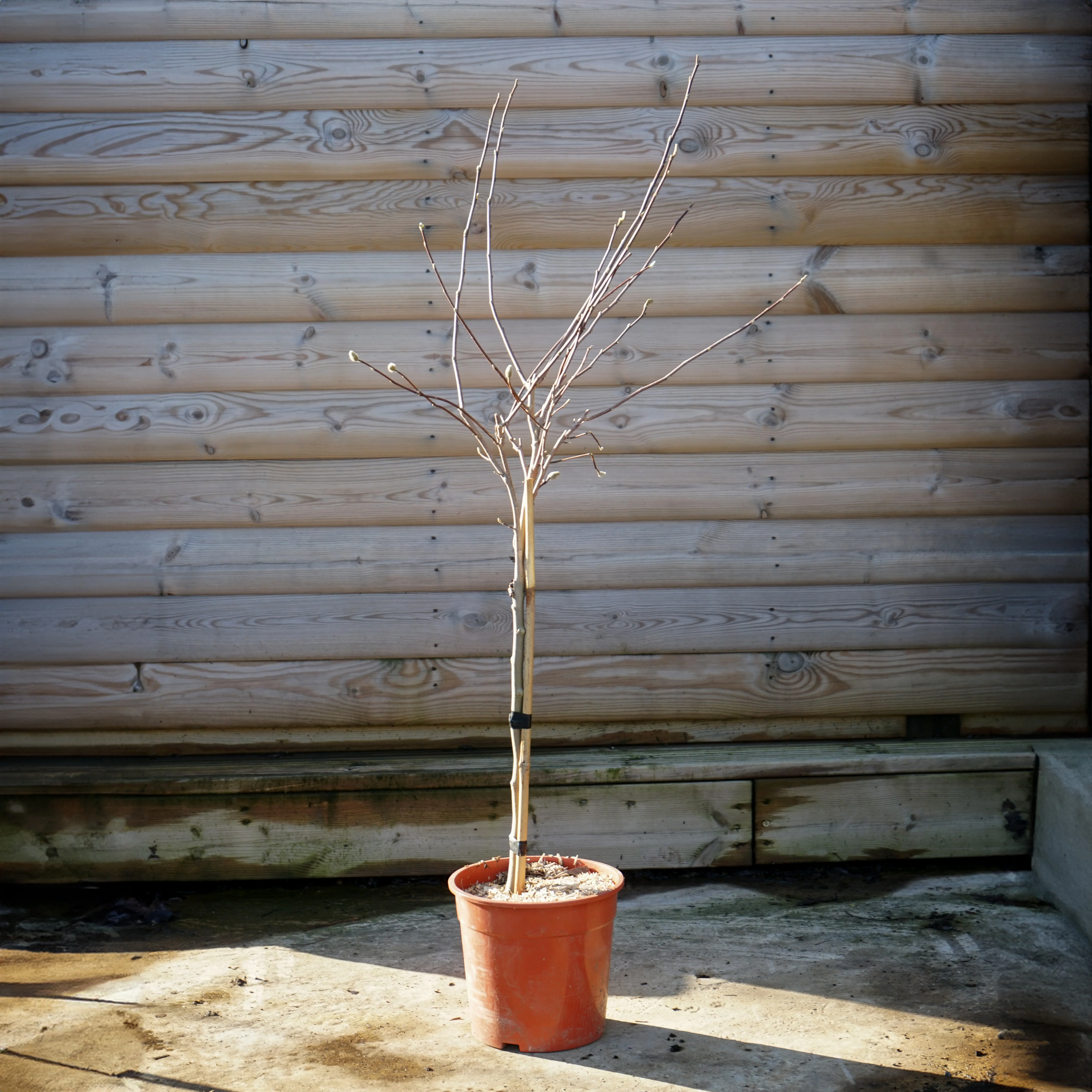 Magnolia stellata Tree - Image 10