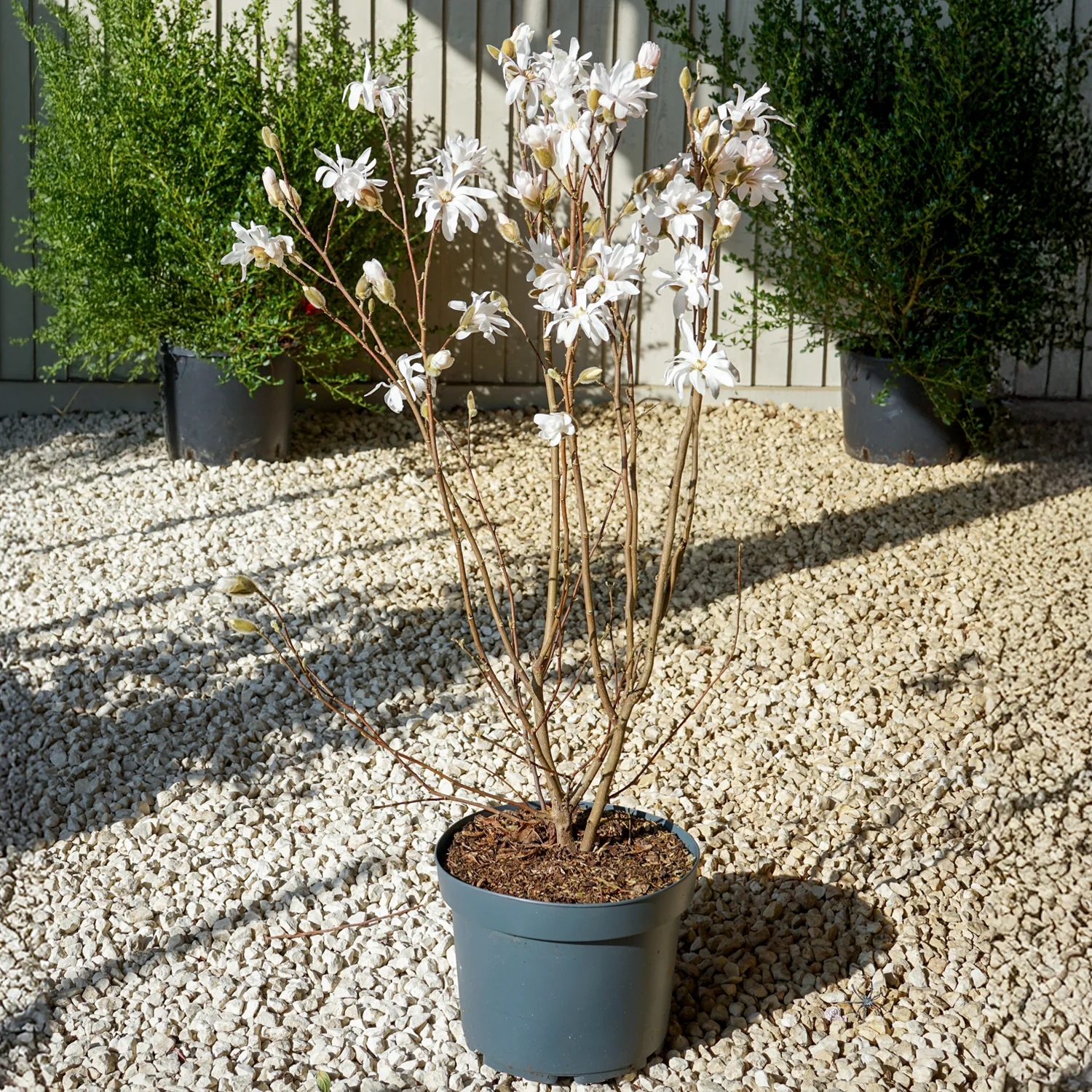 Magnolia stellata Tree - Image 7