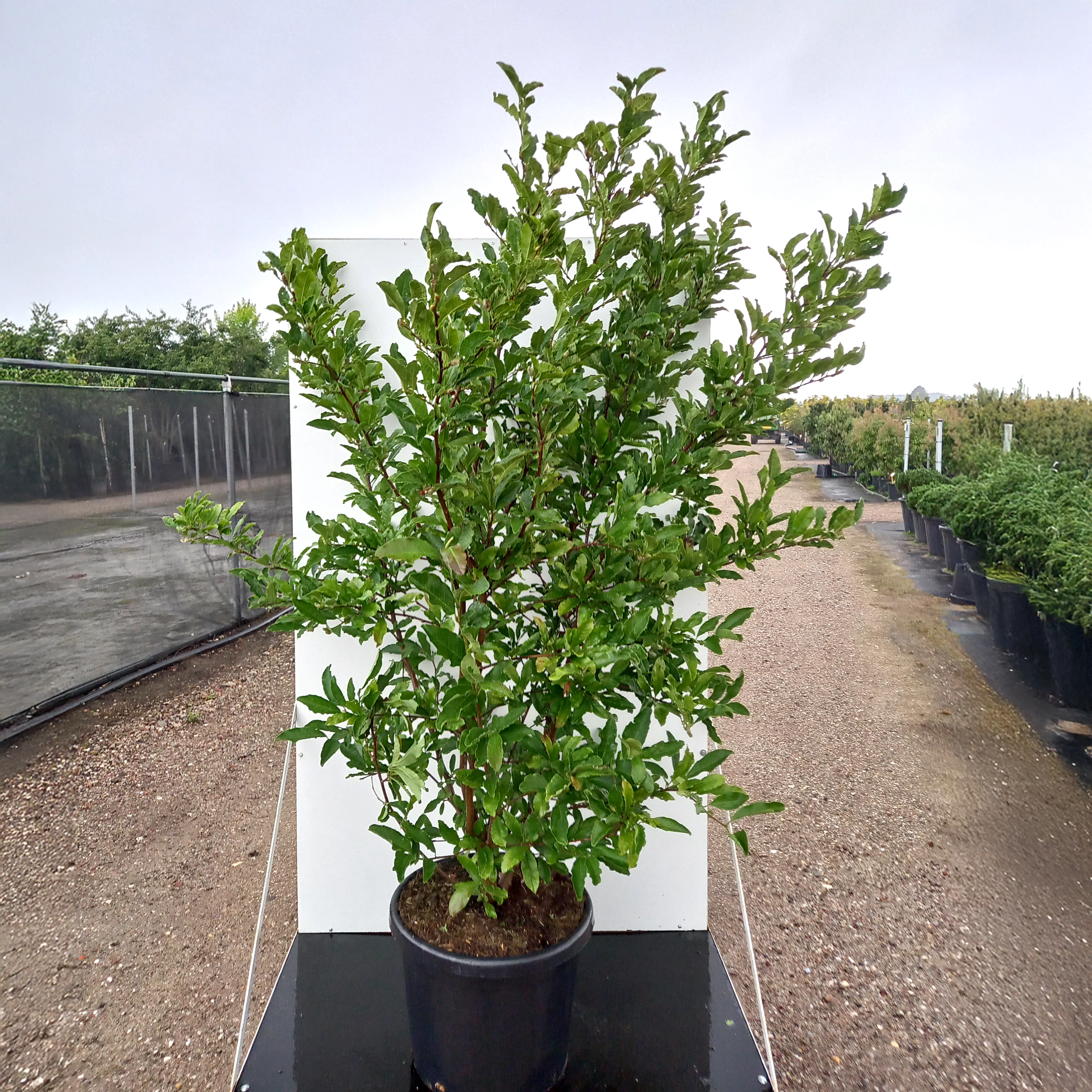 Magnolia stellata Tree - Image 8