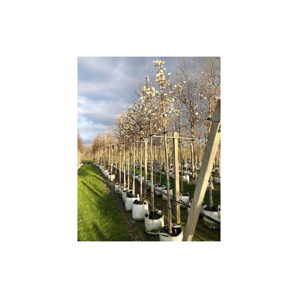 Magnolia stellata Tree - Image 9