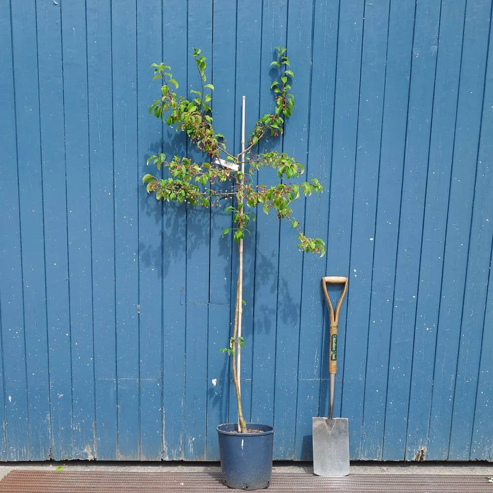 Malus brevipes 'Wedding Bouquet' Tree - Image 5