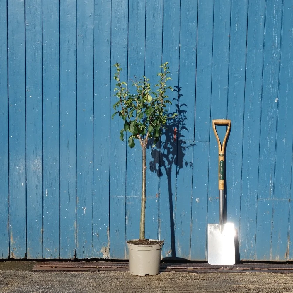 Malus brevipes 'Wedding Bouquet' Tree - Image 6