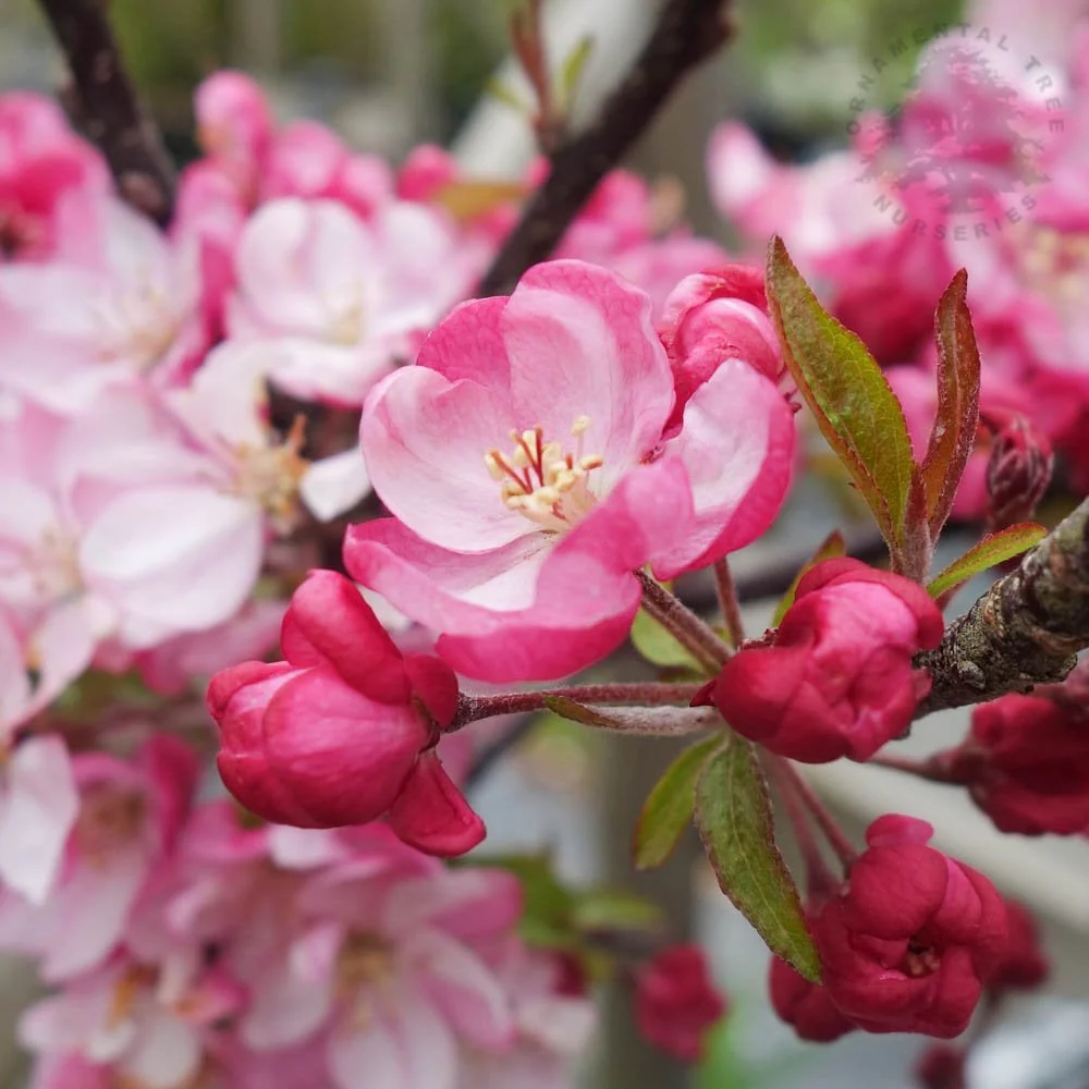 Malus 'Coralburst' Tree - Image 3