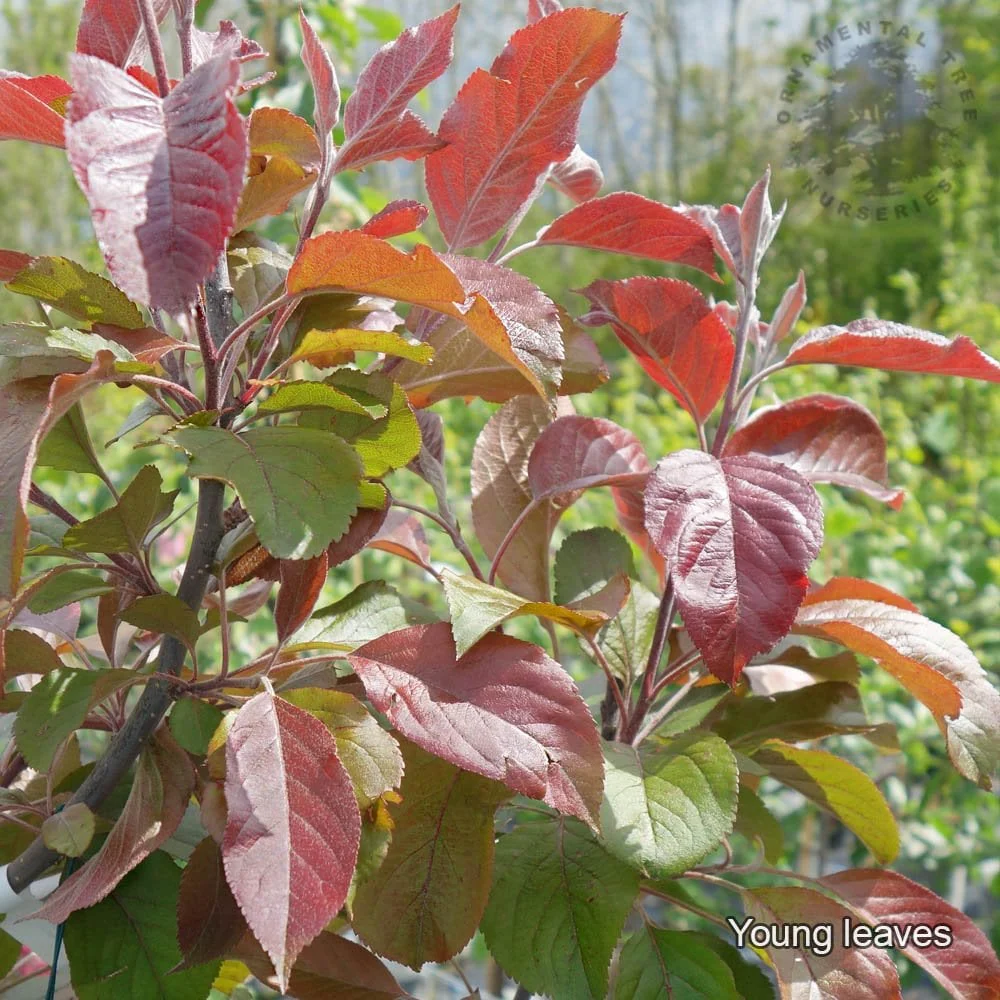 Malus × purpurea 'Neville Copeman' Tree - Image 3