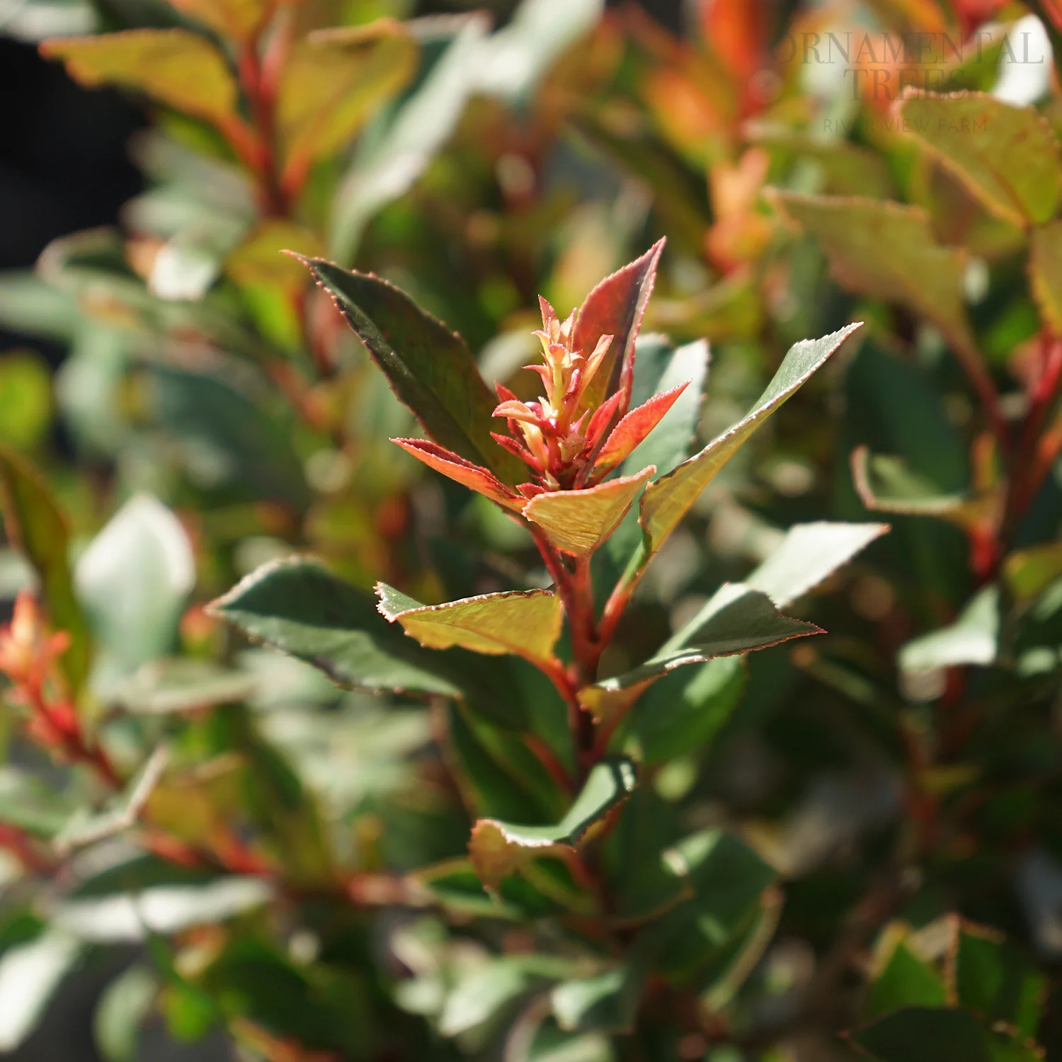 Photinia Trees