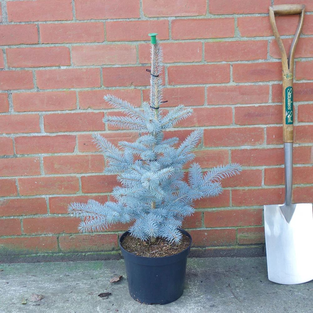 Picea pungens 'Edith' Tree - Image 4