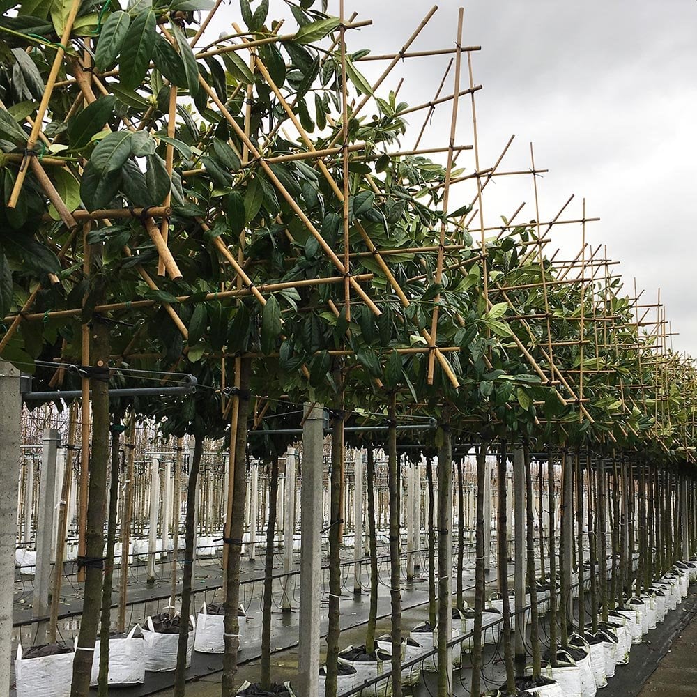 Pleached Cherry Laurel 'Novita' Tree - Image 3