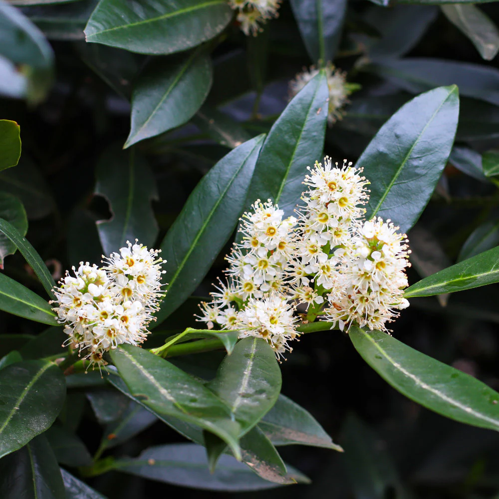 Pleached Cherry Laurel 'Novita' Tree - Image 4