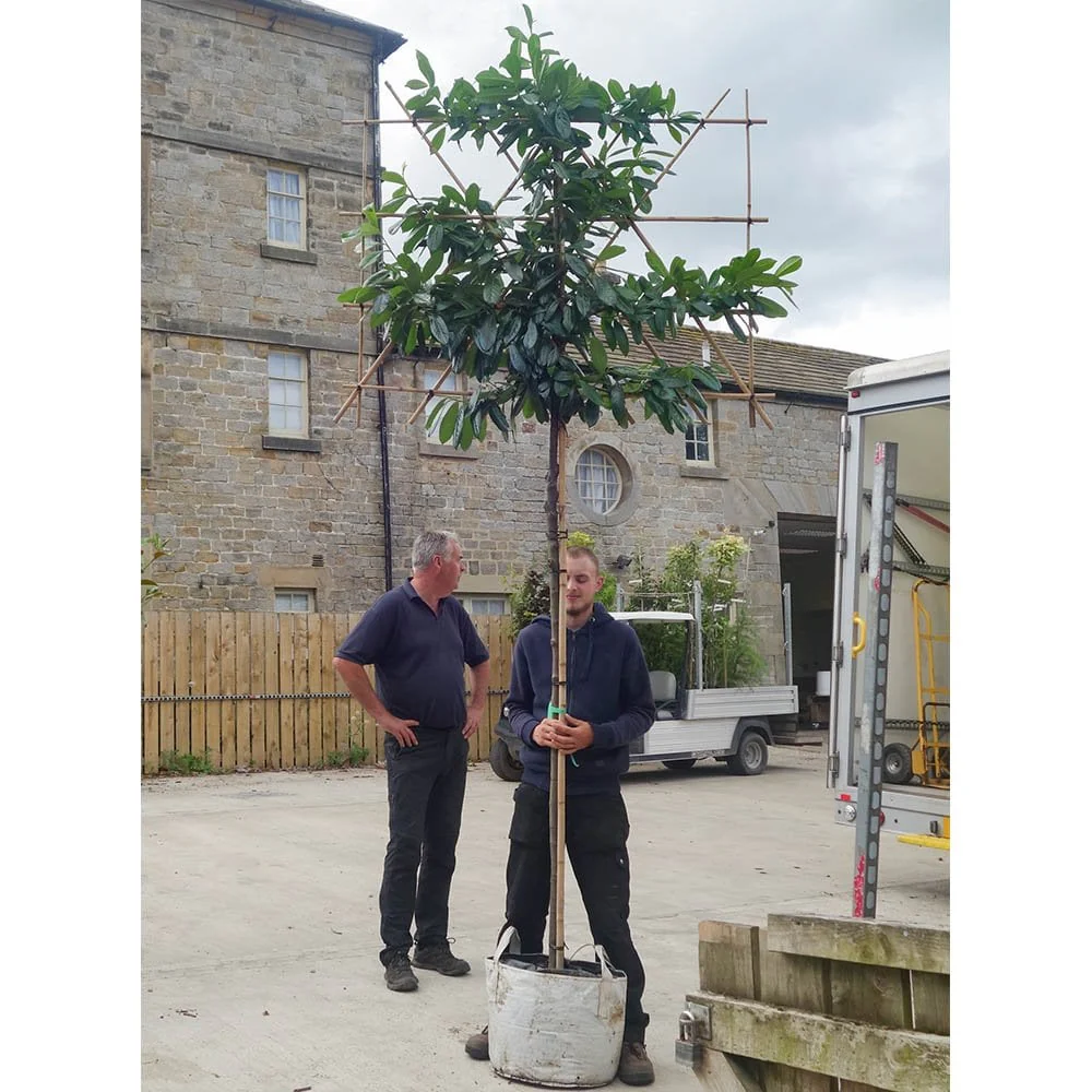 Pleached Cherry Laurel 'Novita' Tree - Image 5