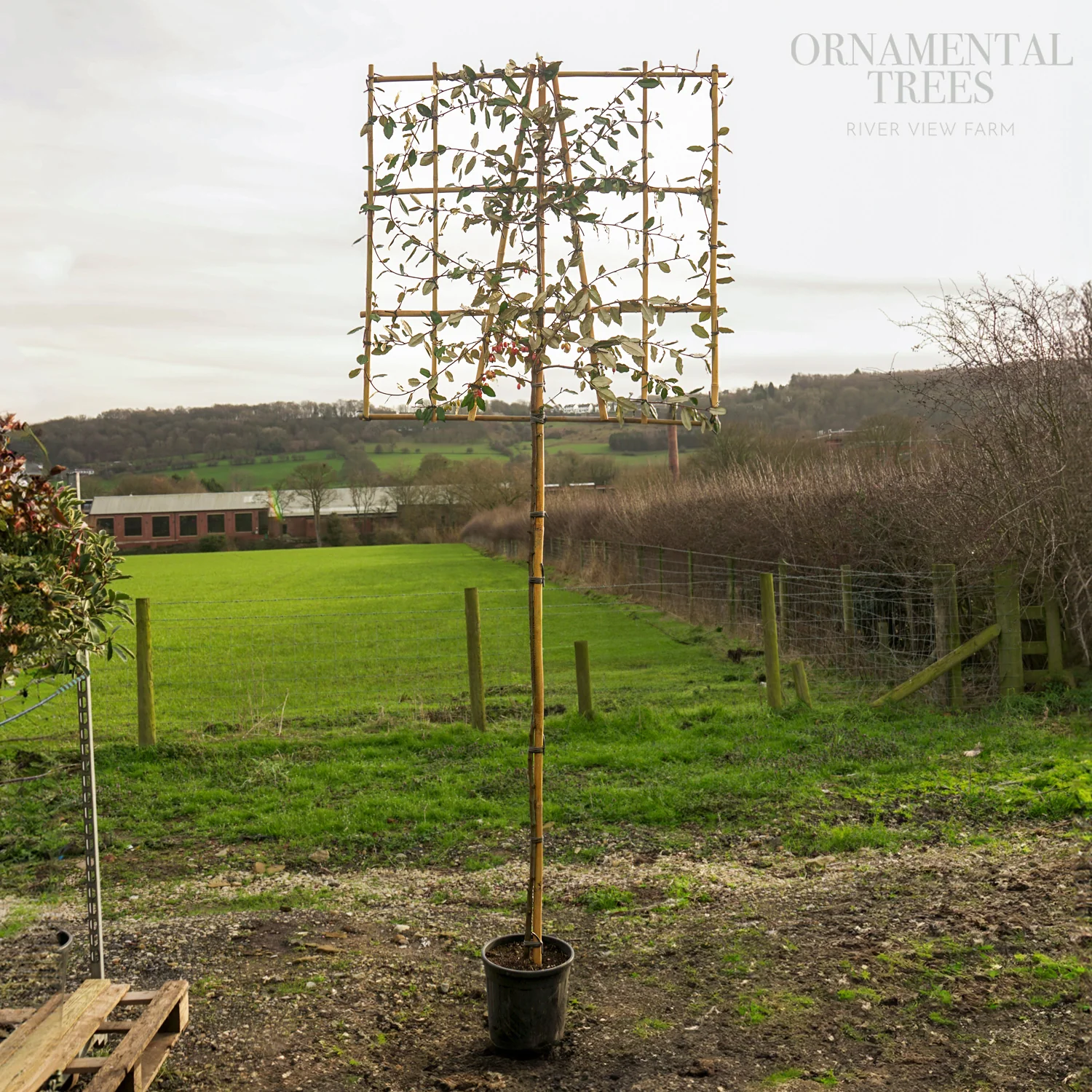 Pleached Elaeagnus × ebbingei Tree - Image 4