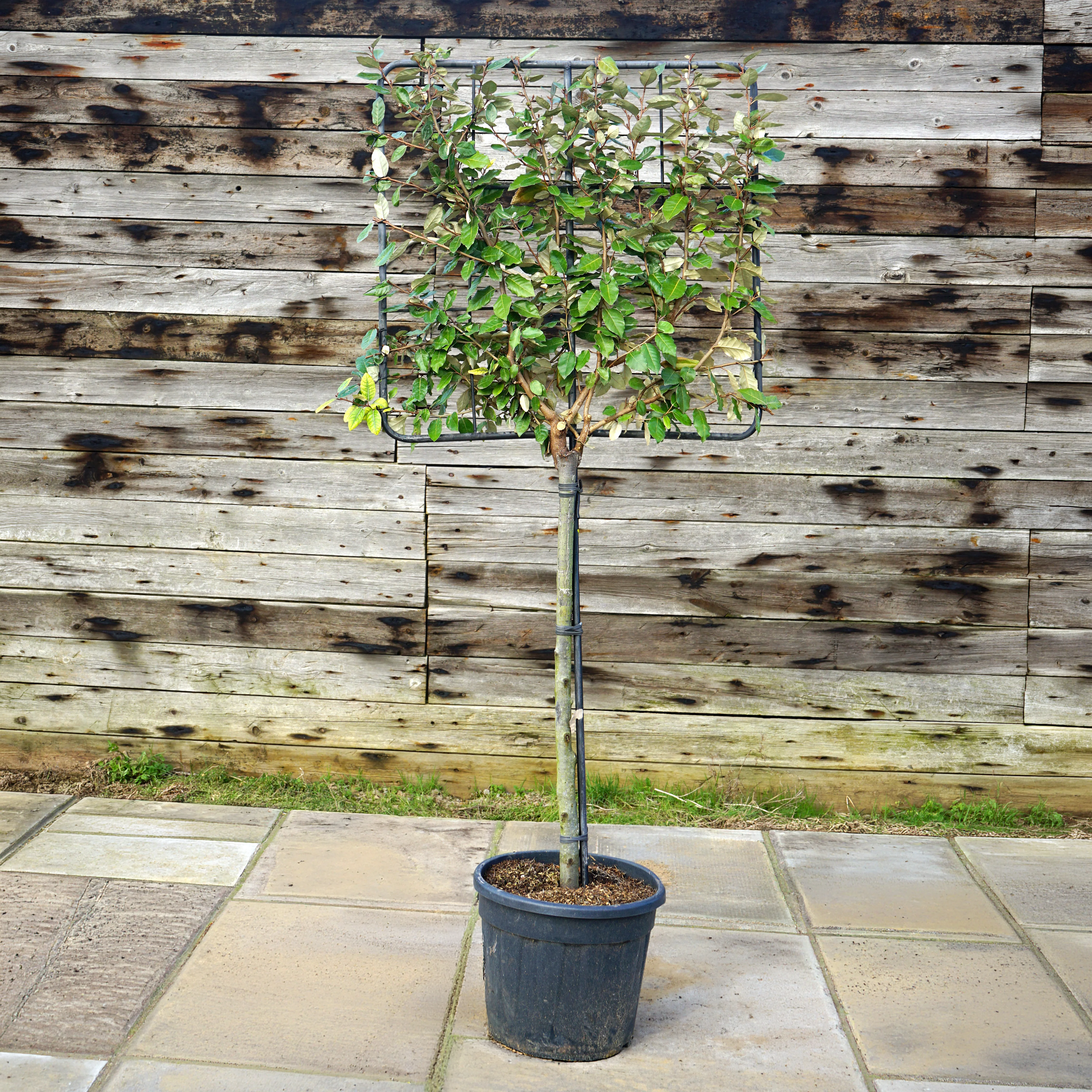 Pleached Elaeagnus × ebbingei Tree - Image 6
