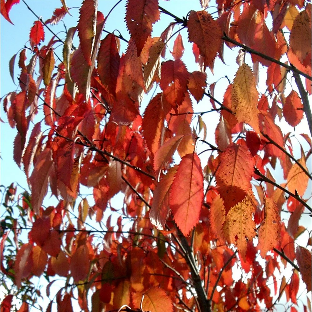 Prunus avium 'Plena' Tree - Image 3