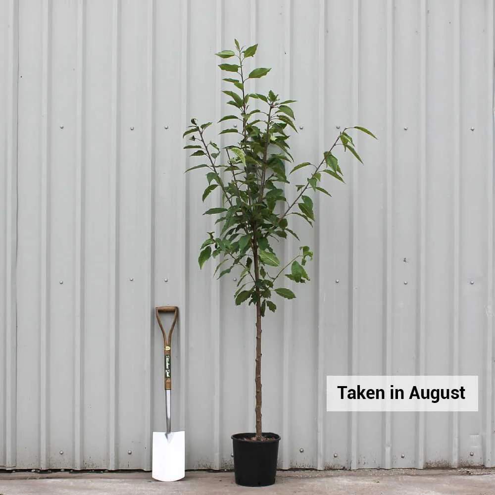 Prunus avium 'Plena' Tree - Image 4