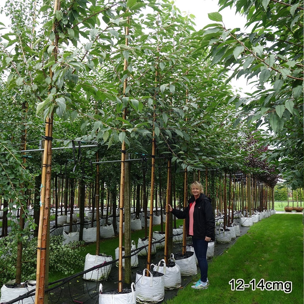 Prunus avium 'Plena' Tree - Image 6