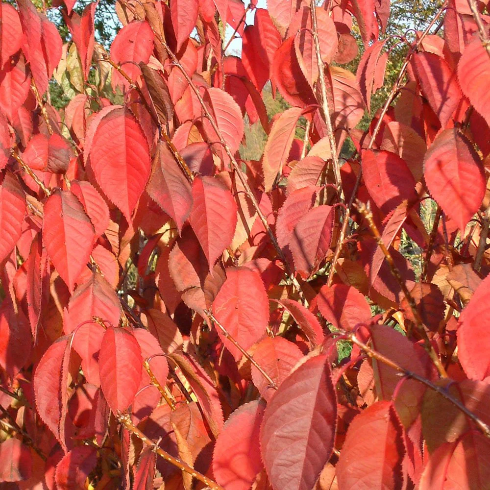 Prunus 'Beni-yutaka' Tree - Image 4