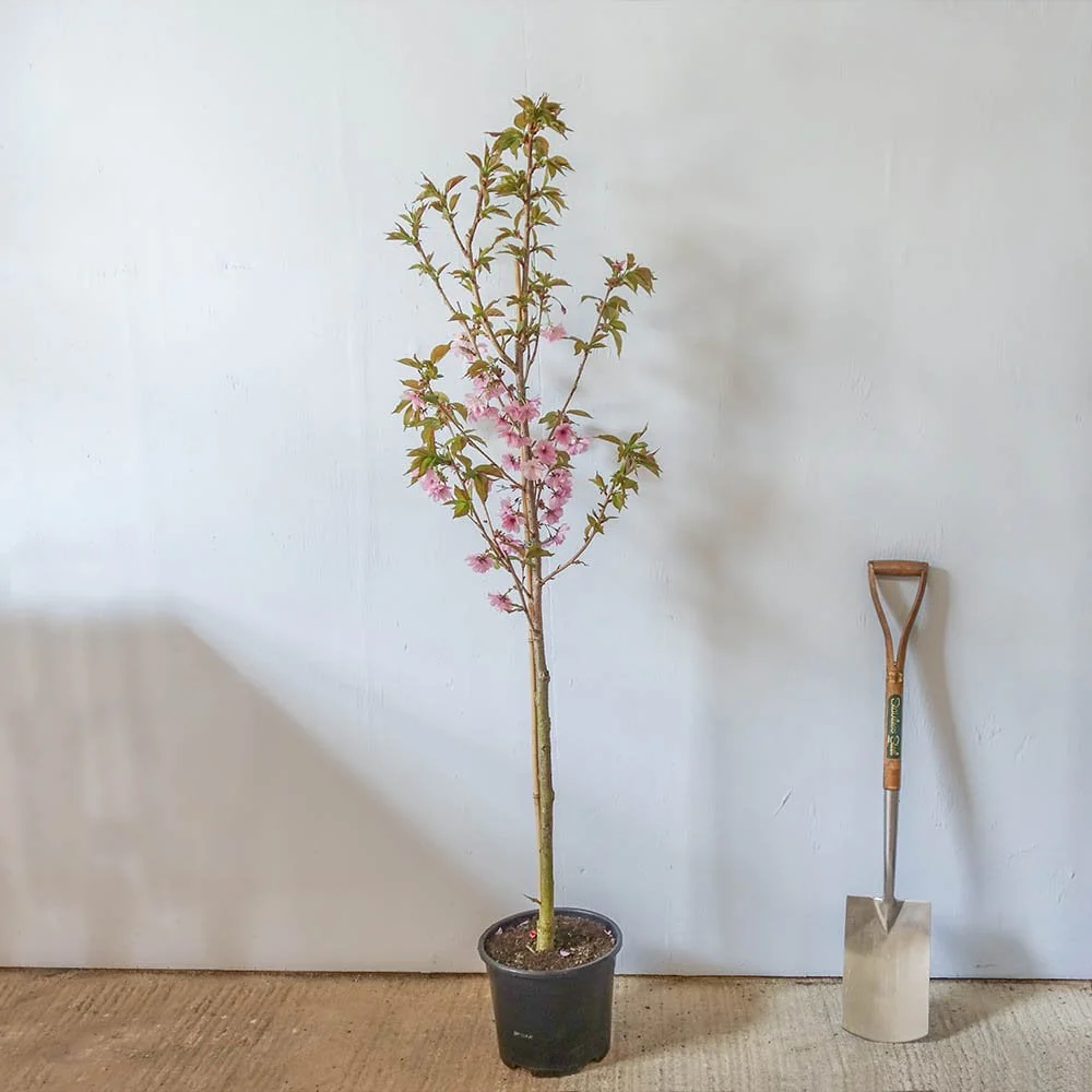 Prunus 'Beni-yutaka' Tree - Image 5