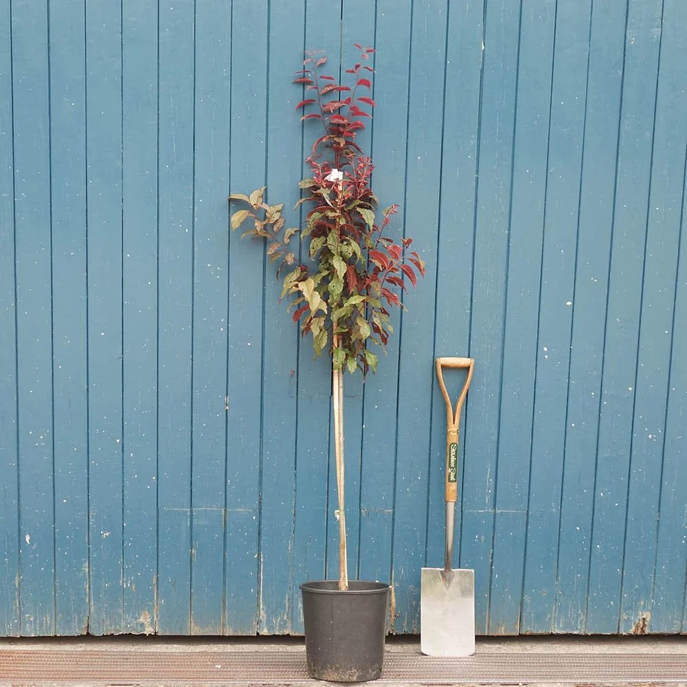 Prunus cerasifera 'Crimson Pointe' - Image 3