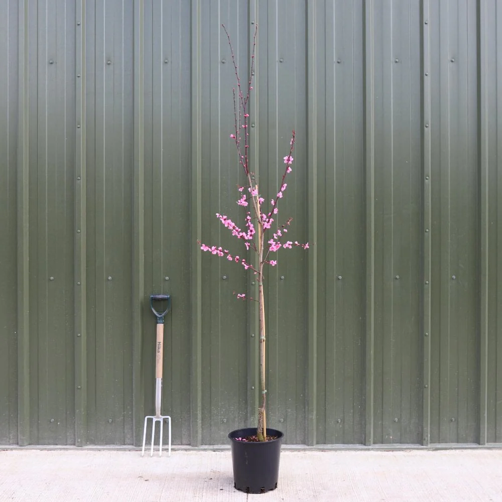 Prunus cerasifera 'Spring Glow' Tree - Image 3
